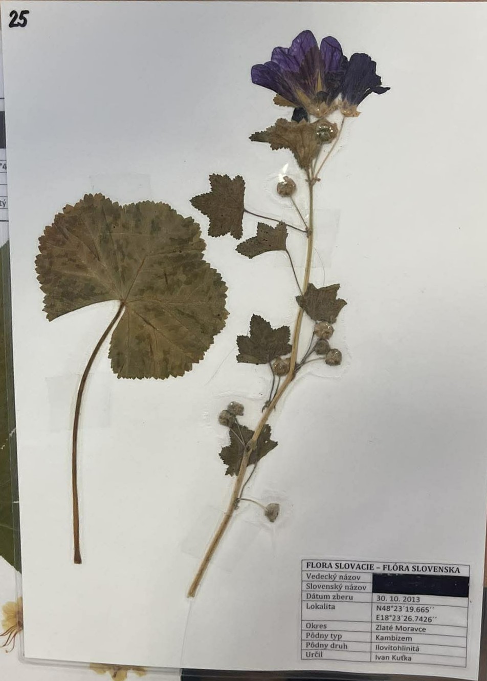 Rastlina Malva sylvestris